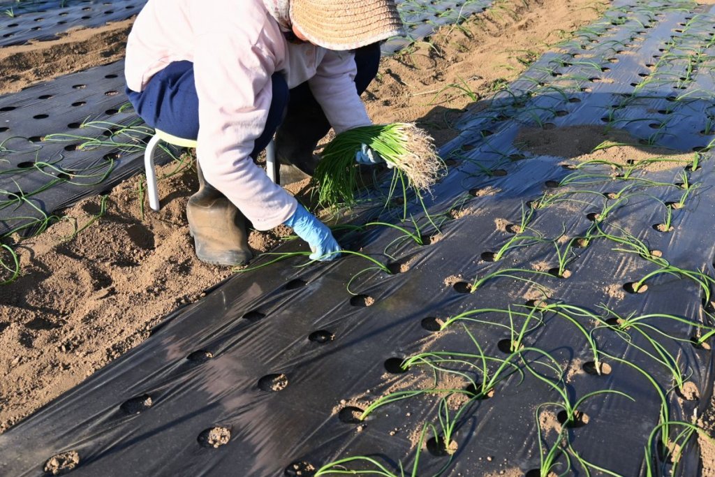 Onion Weed Management: How to Control Weeds in an Onion Field
